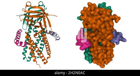 Kryo-EM-Struktur von SARS-CoV-2 ORF3a, 3D-Zeichentrick- und Gaußsche Oberflächenmodelle, Farbschema für Ketten-ids, basierend auf PDB 7kjr, weißer Hintergrund Stockfoto