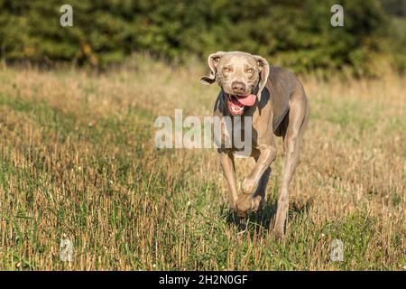 Weimaraner läuft glücklich über die Wiese. Happy Weimaraner. Jagdhund auf der Jagd. Herbsttagebart. Stockfoto