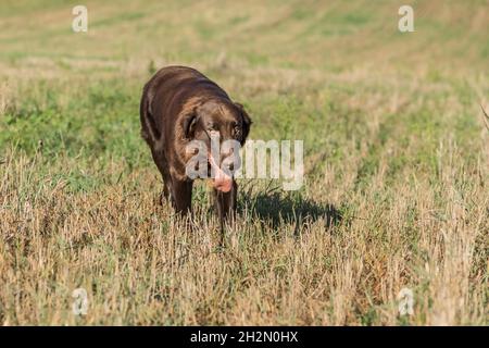 Flach beschichteter Retriever auf einem Stoppelfeld. Jagdhund im Herbstfeld. Ein Jahr alter Retriever. Stockfoto