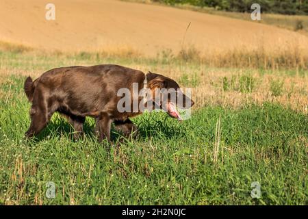 Flach beschichteter Retriever auf einem Stoppelfeld. Jagdhund im Herbstfeld. Ein Jahr alter Retriever. Stockfoto