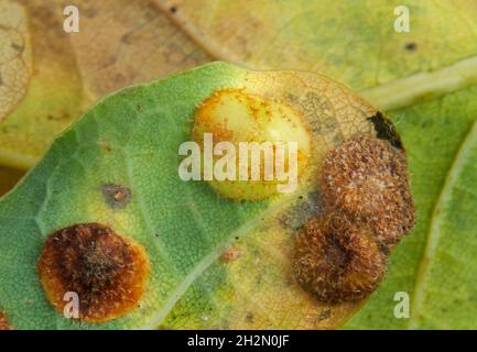 Spangle Galls von Cynipid Wespen auf der Unterseite des Blattes der Pedunculate Eiche Stockfoto