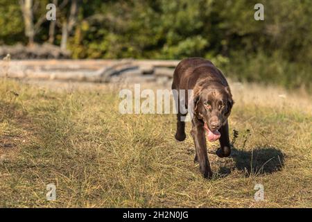 Flach beschichteter Retriever auf einem Stoppelfeld. Jagdhund im Herbstfeld. Ein Jahr alter Retriever. Stockfoto