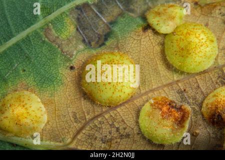 Spangle Galls von Cynipid Wespen auf der Unterseite des Blattes der Pedunculate Eiche Stockfoto