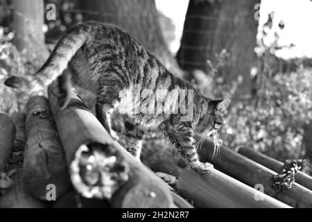 Graustufenaufnahme einer Katze, die auf Holzstämmen läuft, outd Stockfoto