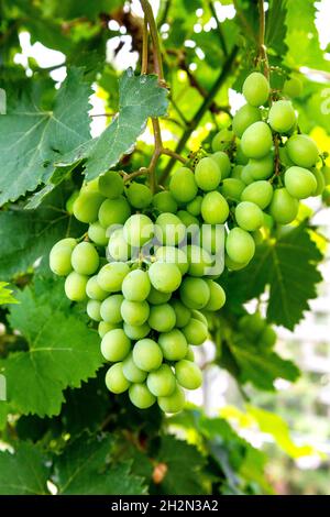 Weiße Bio-Trauben, die in einem Weinberg wachsen Stockfoto