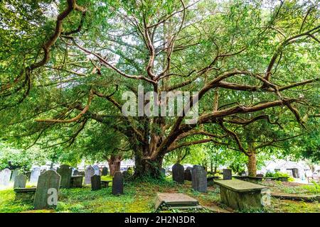 1000 Jahre alte Eibe auf dem Kirchhof von St. Michael's Old Church in Betws Y Coed, Snowdonia, Wales, Großbritannien Stockfoto