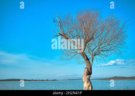 Einzelne und riesige getrocknete Äste und verdorrte Bäume vor dem uluabat-See in Bursa an sonnigen Tagen. Stockfoto