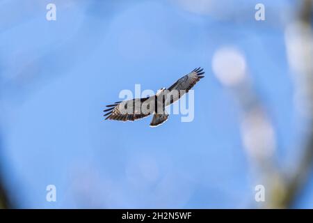 Ein Porträt eines Buteo buteo oder gemeiner Bussarde oder fliegend in einem blauen Himmel. Der Greifvogel kann durch die Äste der Bäume in einem Wald gesehen werden. Stockfoto