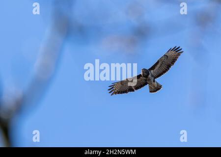 Ein Porträt eines gewöhnlichen Bussarden oder Buteo buteo, der in einem blauen Himmel fliegt. Der Greifvogel kann durch die Äste der Bäume in einem Wald gesehen werden. Stockfoto