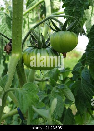 Ein Porträt unreifer Rindersteaks oder Rindertomaten, die noch am Zweig der Pflanze oder des Busches hängen. Das Gemüse wächst noch zu Beginn der Saison Stockfoto