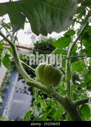 Ein Porträt einer unreifen Rind- oder Rindersteak-Tomate, die noch am Zweig der Pflanze oder des Busches hängt. Das Gemüse wächst noch zu Beginn der Saison Stockfoto