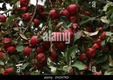 Die Äpfel reifen auf den Ästen des Baumes. Stockfoto