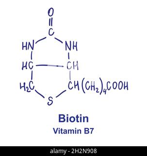 Biotin chemische Struktur. Vektorgrafik von Hand gezeichnet. Stock Vektor