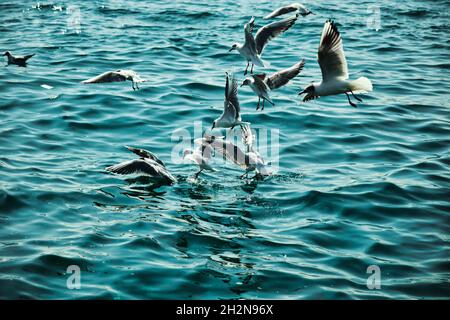 Viele Möwen im bosporus istanbul landen über dem türkisfarbenen Wasser. Stockfoto