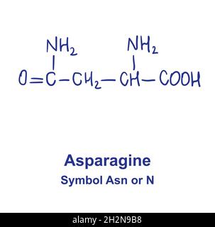 Chemische Struktur von Asparagin. Vektorgrafik von Hand gezeichnet Stock Vektor