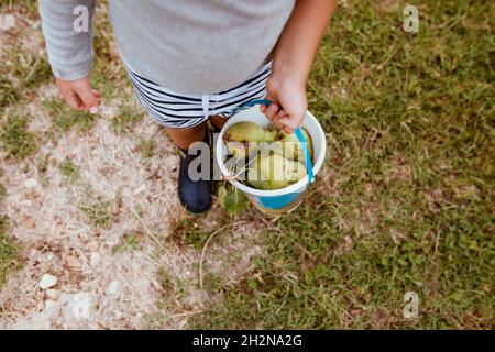 Junge, der Eimer mit frischen Birnen auf der Wiese trägt Stockfoto