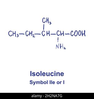 Chemische Struktur aus Isoleucin. Vektorgrafik von Hand gezeichnet Stock Vektor
