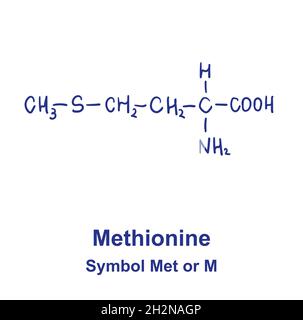 Chemische Struktur von Methionin. Vektorgrafik von Hand gezeichnet Stock Vektor