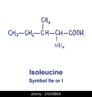Chemische Struktur aus Isoleucin. Vektorgrafik von Hand gezeichnet. Stock Vektor