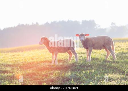 Die aufgehende Sonne beleuchtet zwei Lämmer, die auf der Weide grasen Stockfoto