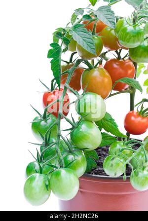 Grüne und rote Kirschtomate im Blumentopf isoliert auf weiß Stockfoto