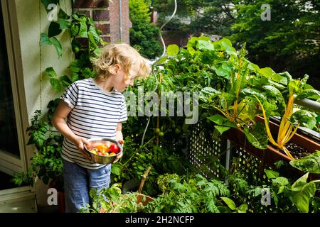 Junge pflückt Tomaten aus dem Gemüsegarten auf dem Balkon Stockfoto