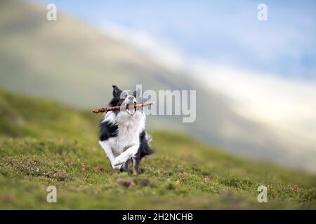 Border Collie läuft mit Stick im Mund Stockfoto