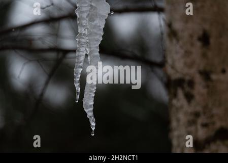 Eisige Eiszapfen, die vom Dach vor dem Hintergrund von Ästen hängen. Schmelzendes Eis. Stockfoto