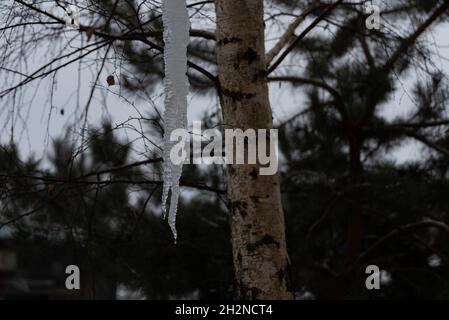 Eisige Eiszapfen, die vom Dach vor dem Hintergrund von Ästen hängen. Schmelzendes Eis. Stockfoto