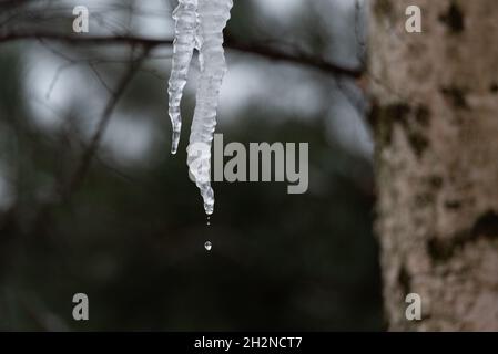 Eisige Eiszapfen, die vom Dach vor dem Hintergrund von Ästen hängen. Schmelzendes Eis. Stockfoto