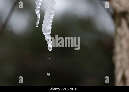 Eisige Eiszapfen, die vom Dach vor dem Hintergrund von Ästen hängen. Schmelzendes Eis. Stockfoto