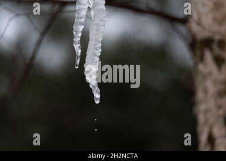Eisige Eiszapfen, die vom Dach vor dem Hintergrund von Ästen hängen. Schmelzendes Eis. Stockfoto