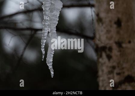 Eisige Eiszapfen, die vom Dach vor dem Hintergrund von Ästen hängen. Schmelzendes Eis. Stockfoto