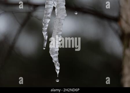 Eisige Eiszapfen, die vom Dach vor dem Hintergrund von Ästen hängen. Schmelzendes Eis. Stockfoto