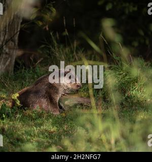 Schönes Porträt von Otter Mustelidae Lutrinae im Sommer Sonnenlicht auf üppigem Gras Stockfoto