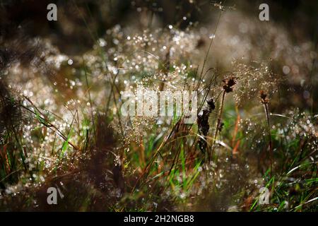 Frischer Tau tropft auf Gras im Schwarzwald, Deutschland Stockfoto