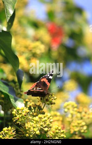 Admiral Schmetterling Barching auf Pflanze Stockfoto