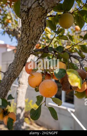 Nahaufnahme von frischem Lotus oder Kaki-Früchten, die senkrecht auf einem Ast hängen Stockfoto
