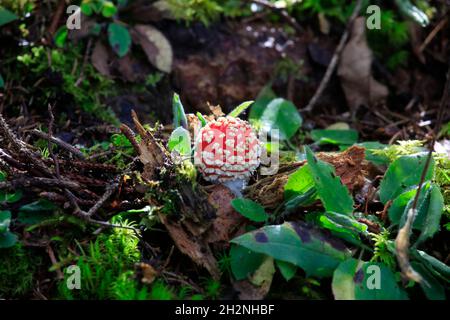 Fliegenpilz (Amanita muscaria) wächst auf Waldboden Stockfoto