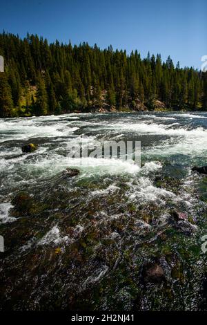 Schneller, schäumender Fluss mit Nadelwald am Ufer im Hintergrund, Fokus auf Wasser, das auf Steinen und Stämmen schäumt, Swift-Fluss, sonniger Tag, blauer Himmel, Schönheit Stockfoto