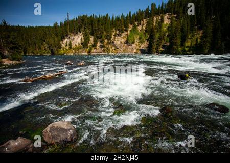 Schneller, schäumender Fluss mit Nadelwald am Ufer im Hintergrund, Fokus auf Wasser, das auf Steinen und Stämmen schäumt, Swift-Fluss, sonniger Tag, blauer Himmel, Schönheit Stockfoto