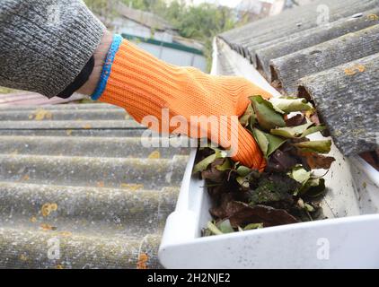 Regenrinne Reinigung von Blättern im Herbst mit der Hand. Tipps Zur Reinigung Der Dachrinne. Reinigen Sie Ihre Dachrinnen, Bevor Sie Ihre Brieftasche Reinigen. Reinigung Der Rinne Stockfoto