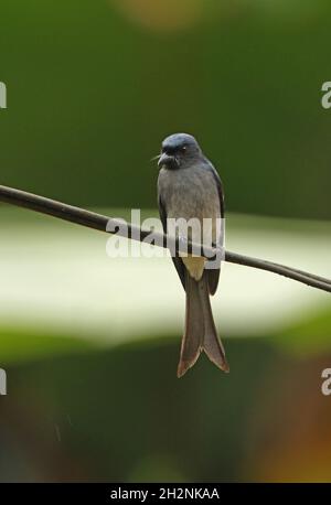 Weißbauchiger Drongo (Dicrurus caerulescens insularis) Erwachsener, der auf der Stromleitung in Sri Lanka bei Regen (endemischer Rasse Sri Lankas) thront De Stockfoto