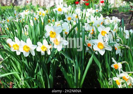 Weiße Narzisse in einer Gruppe, die in einem Gartenblumenbett wächst. Wachsende Weiße Narzissenblüte. Blumenbeet von Narzissen, die auf einem Narzissen-Garten wachsen Stockfoto