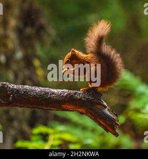 Das Schöne Rote Eichhörnchen Im Frühen Morgenlicht Stockfoto