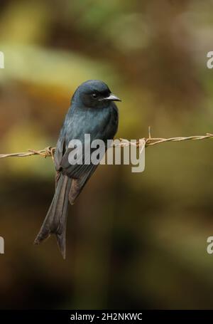 Weißer Drongo (Dicrurus caerulescens leucopygialis) Erwachsener, der auf einem Stacheldrahtzaun (endemische Rasse Sri Lankas) in Sri Lanka thront Dezember Stockfoto