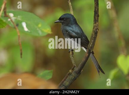 Weiß-belüfteter Drongo (Dicrurus caerulescens leucopygialis) Erwachsener, der auf einem Zweig (endemische Rasse Sri Lankas) in Sri Lanka thront Dezember Stockfoto