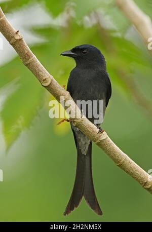 Weiß-belüfteter Drongo (Dicrurus caerulescens leucopygialis) Erwachsener, der auf einem Zweig (endemische Rasse Sri Lankas) in Sri Lanka thront Dezember Stockfoto