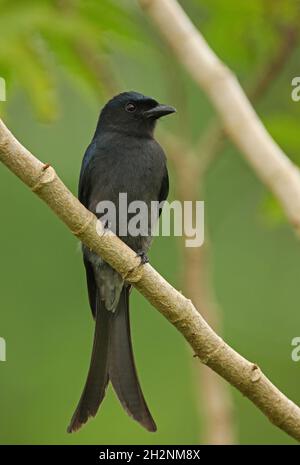 Weiß-belüfteter Drongo (Dicrurus caerulescens leucopygialis) Erwachsener, der auf einem Zweig (endemische Rasse Sri Lankas) in Sri Lanka thront Dezember Stockfoto