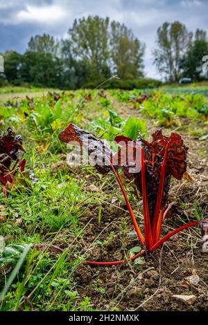 Schweizer Mangold auf dem Feld wartet auf die Ernte Stockfoto